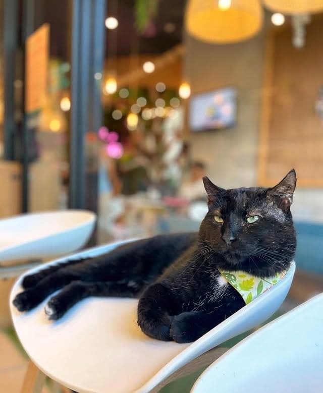 Resident rescue cat resting on a chair inside Cleo Cat Cafe & Shop, San Francisco, Panama City
